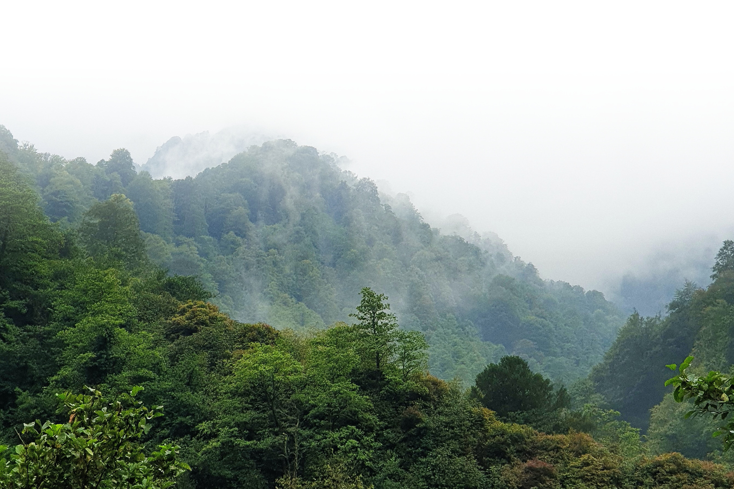 immagine_copertina_TTS_sostiena_foresta_amazzonica